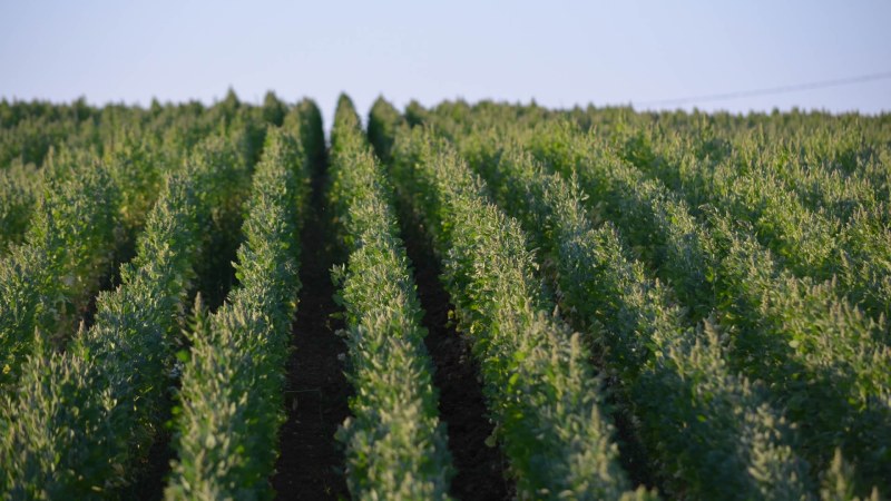 QUINOA-farming QUINOA-farming