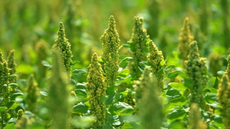 Quinoa2