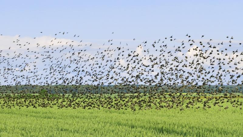 Starlings in flight BirdAlert